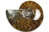 Polished Ammonite (Cleoniceras) Fossil - Madagascar #369613-1